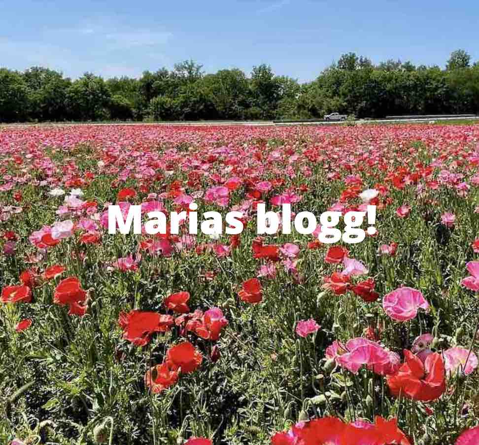 marias-blogg