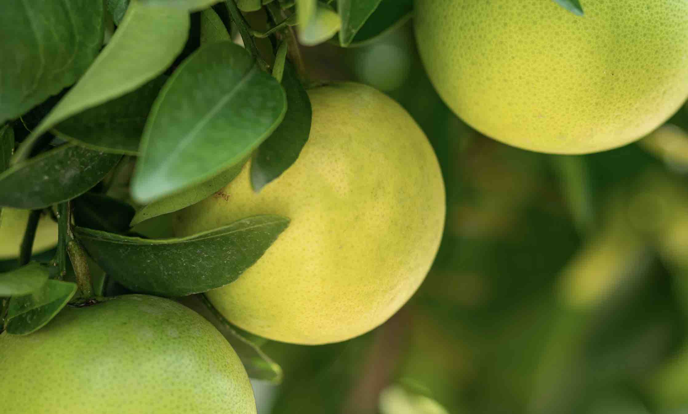 Bær da frukt som er omvendelsen verdig | Tonstadli | Ove Heradstveit