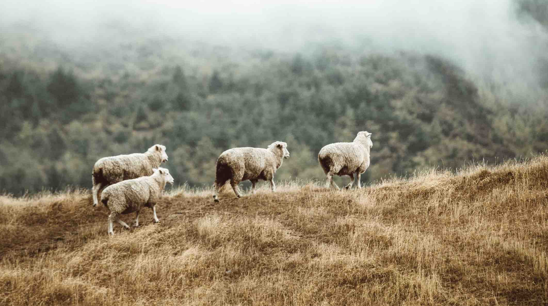 Ingen kan rive dem ut av min Fars hånd | Nesse bedehus | Ove Heradstveit
